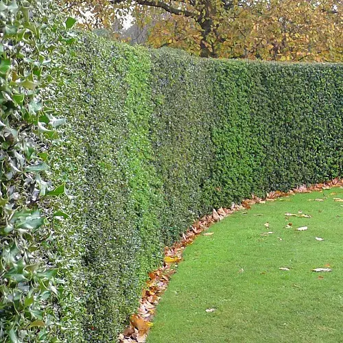 Low-Maintenance Shrubs 1