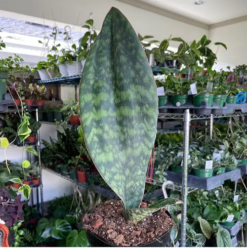World's Most Pricey Succulents