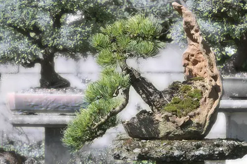 Best Black Spruce Bonsai Pictures 