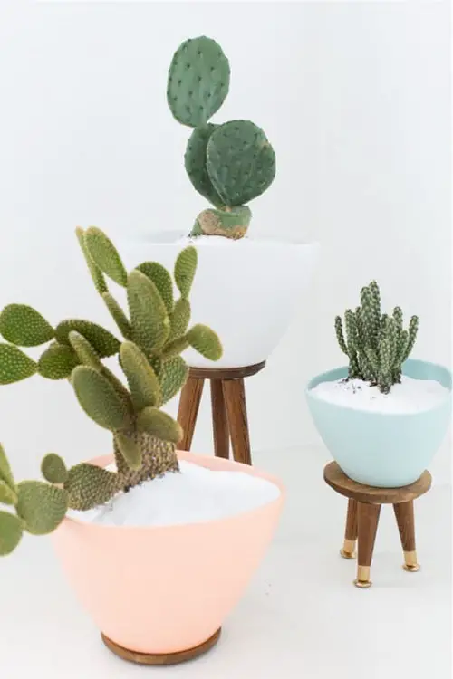 Cacti On a Stool stand