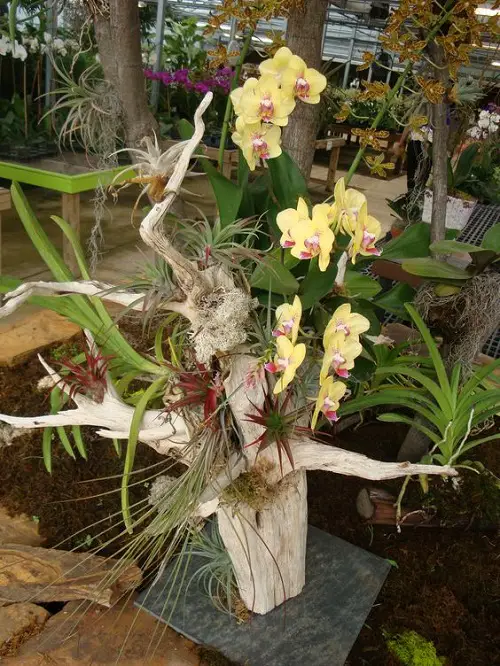 Growing Orchids on a Wooden Block
