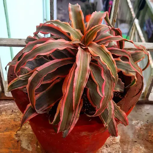 Plants That Look Like Pineapple Tops 1