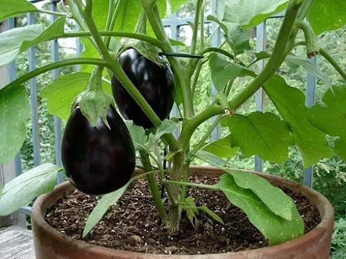 Best Nightshade Vegetables and Fruits to Grow in Garden
