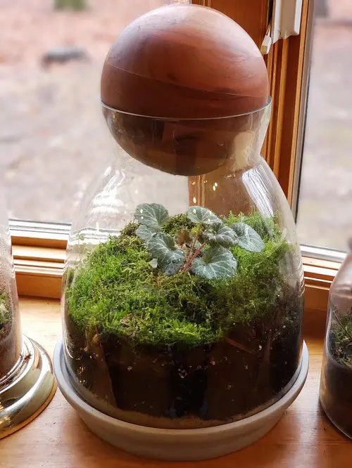 Small Terrarium Plants 7