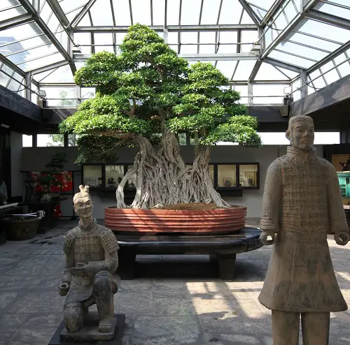 Oldest Bonsai Trees in the World in garden