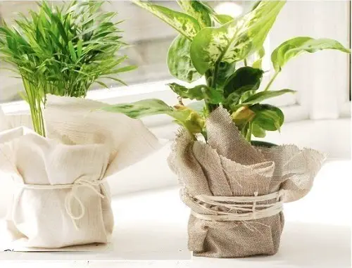 Dieffenbachia and Areca Palm Wrapped