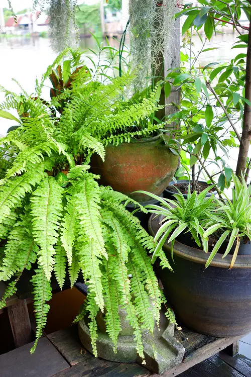 Outdoor Indirect Sunlight Plants for Containers