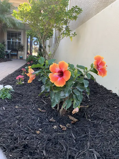 Fiesta Hibiscus Garden Ideas With Pictures