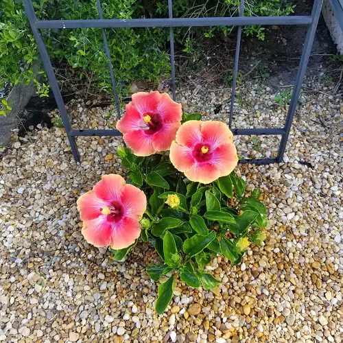 Hibiscus in Garden Ideas