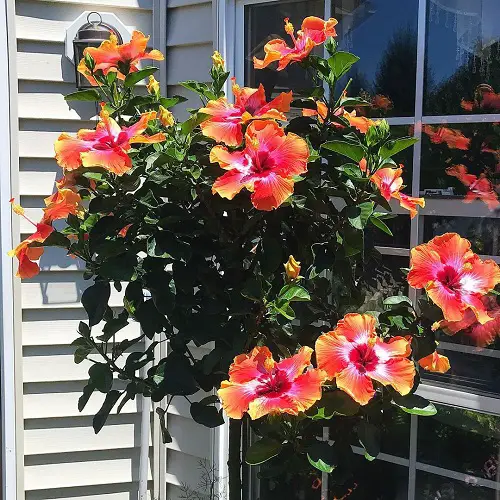 Fiesta Hibiscus in Gorgeous Garden Ideas With picture