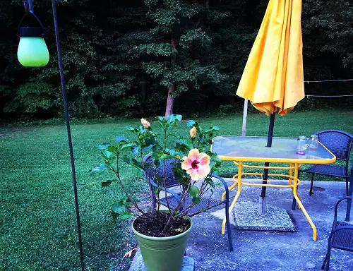 Hibiscus in Gorgeous Garden Ideas