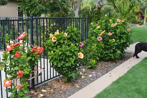 Fiesta Hibiscus the Fence garden ideas