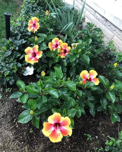 Fiesta Hibiscus in Garden Ideas