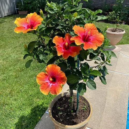 Fiesta Hibiscus in pot Garden Ideas