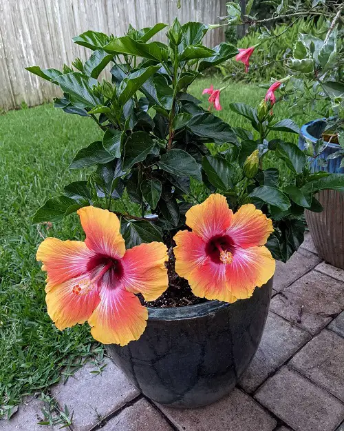 Fiesta Hibiscus in dark pot Garden Ideas