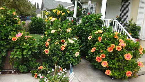 Fiesta Hibiscus in Garden Entryway Ideas