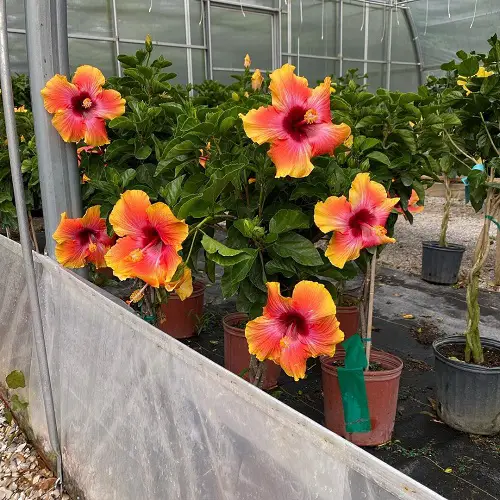 Hibiscus in Garden Ideas With Pictures