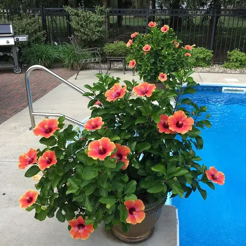 Fiesta Hibiscus in Garden pool ideas