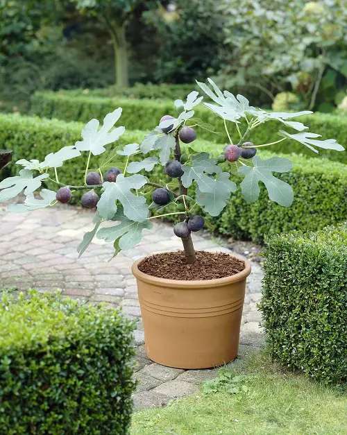 Best Purple Fruits to Grow in pot