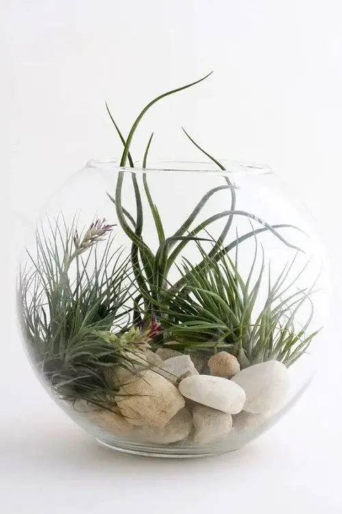 Air Plant in Open Terrarium with Stones