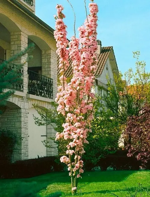 Best Tall Skinny Trees in garden