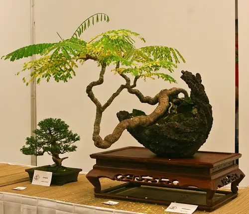 Flame Tree Bonsai Care Tips