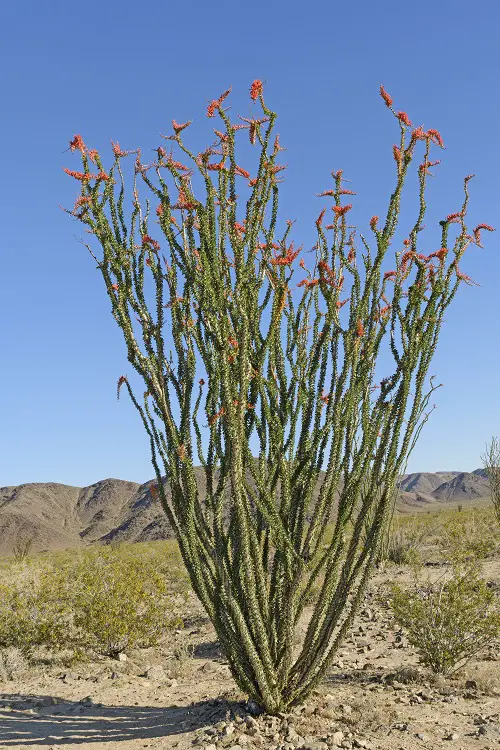 Types of Columnar Cactus Varieties 