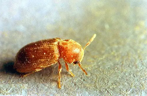 best Tiny Black Bugs that Look Like Poppy Seeds 2
