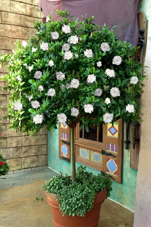 Florida's Finest Plants for Privacy