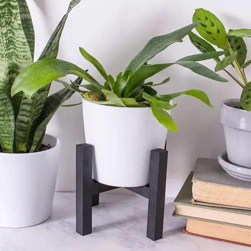 Black and White Mini Plant Stand