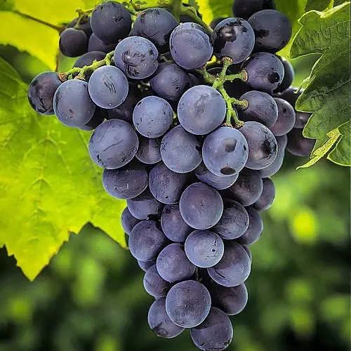 Purple Fruits to Grow in the Garden