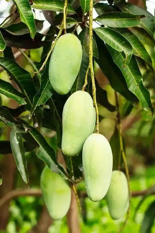 Top Green Fruits: Images