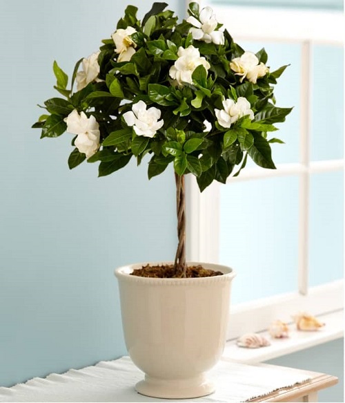 Best Indoor Plants With White Flowers 5