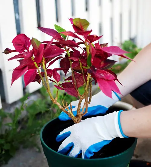 Poinsettia as a Tree