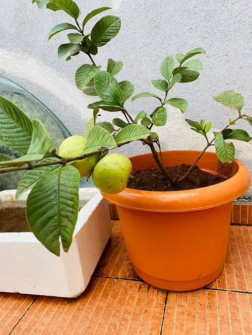 Outstanding Green Fruits With image