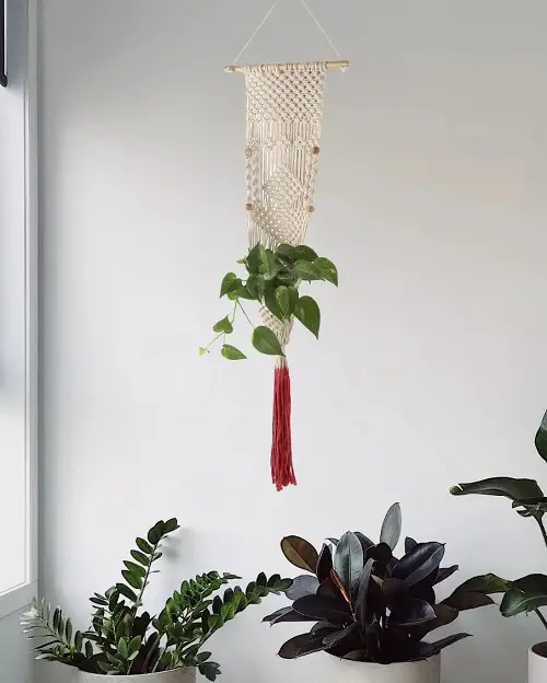 Best Hanging Plants in Front of Windows Ideas