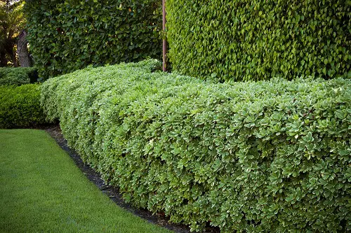 Dwarf Plants with Minimal Upkeep
