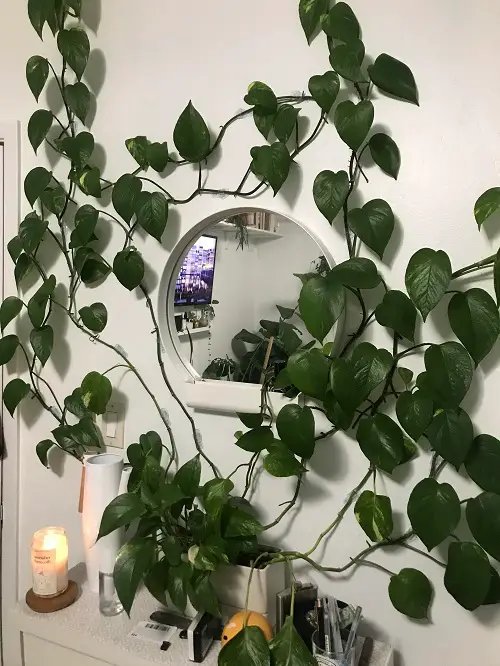 Golden Gracing Reigning the Mirror Wall