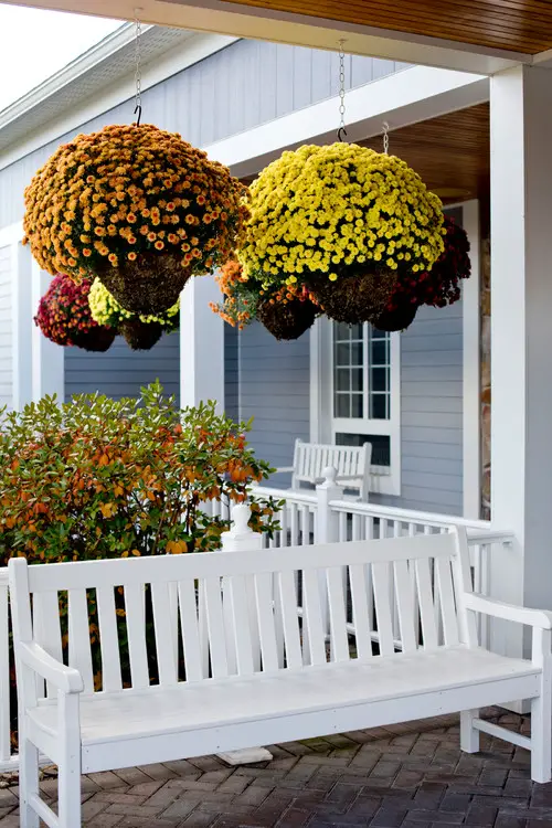 A Tale of Hanging Twins mums