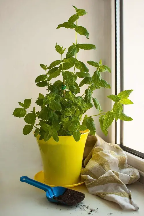 Choosing a Container for Mint Indoors