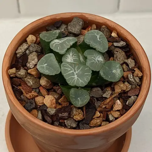 The World's Most Pricey Succulents