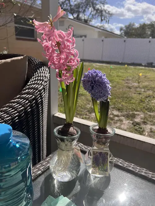Hyacinth in water