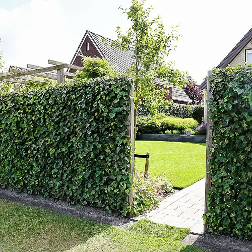 Low-Maintenance Hedge Plants 11