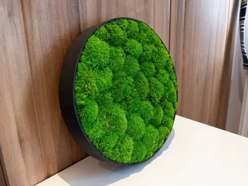 Circular Moss Frame