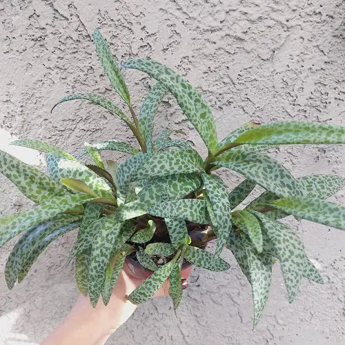 Overwintering Silver Squill