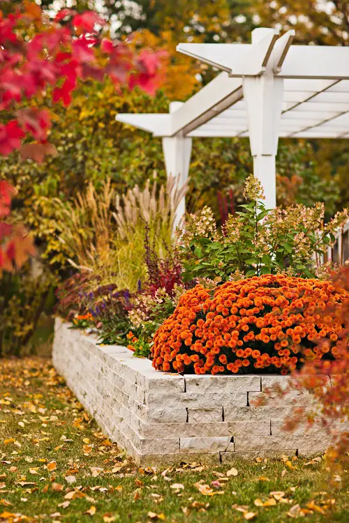 Landscaping with Mums Ideas Make Them Part of a Raised Garden Bed