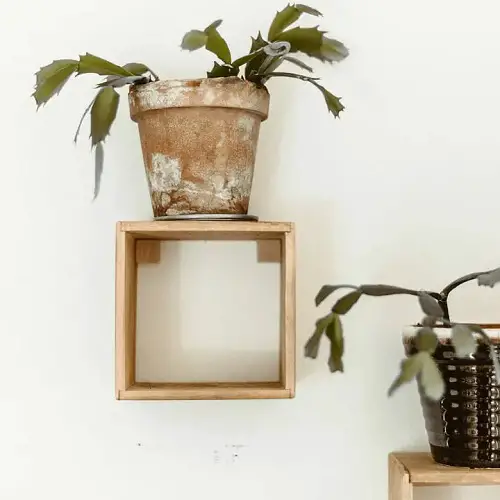 Cactus Pot on a Wall Mounted Frame