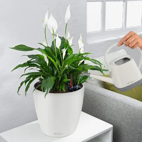 The Best Time to Water Indoor Plants