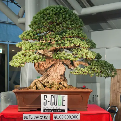 Oldest Bonsai Trees in the World indoor