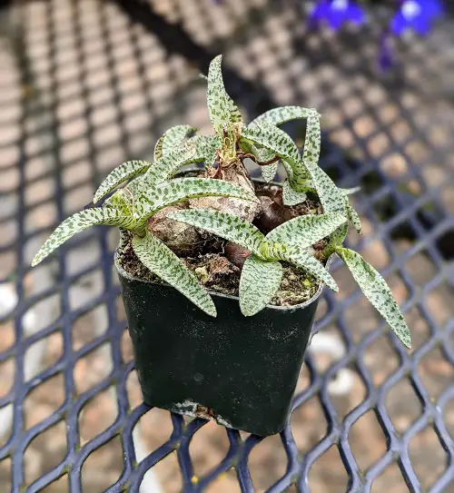 Amazing Silver Squill Varieties